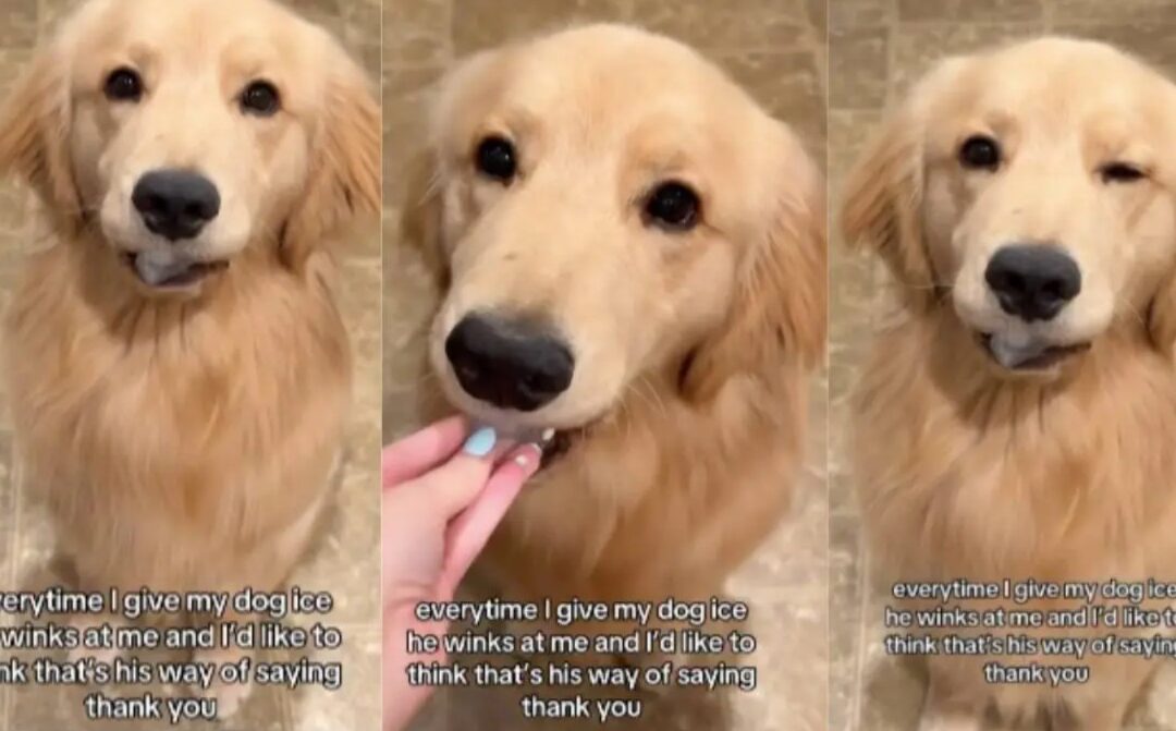 That Wink Though: See a Pup Literally Say Thanks for Ice