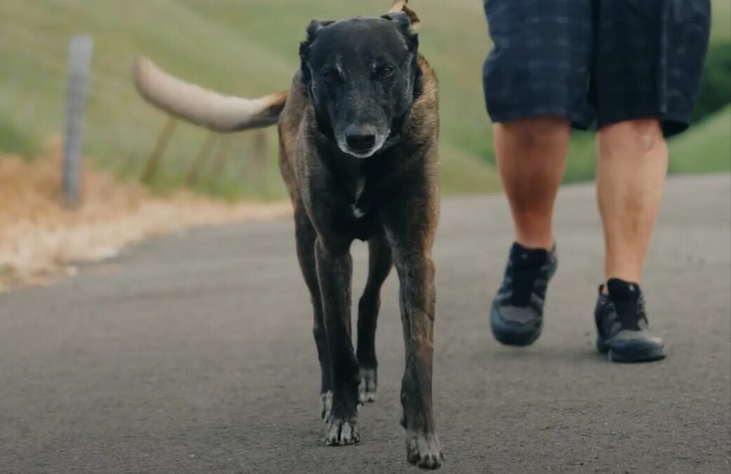 One Fearless Dog, One Angry Bull, A Family Unharmed—Thanks to Ziya