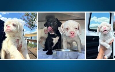 Nineteen Dogs Left to Suffer — Until One Rescue Changed Their Fate