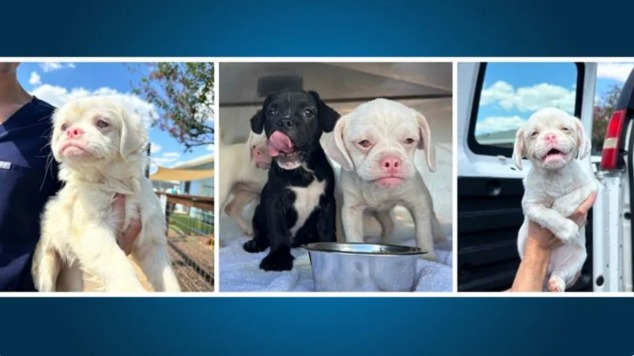 Nineteen Dogs Left to Suffer — Until One Rescue Changed Their Fate