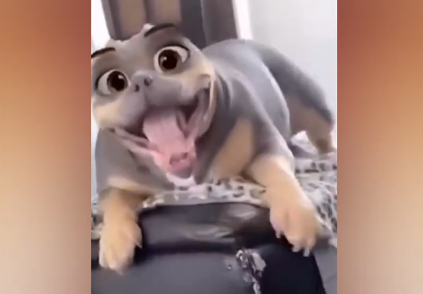 When Dogs Try to Act Normal… But Totally Fail! 😂🐶