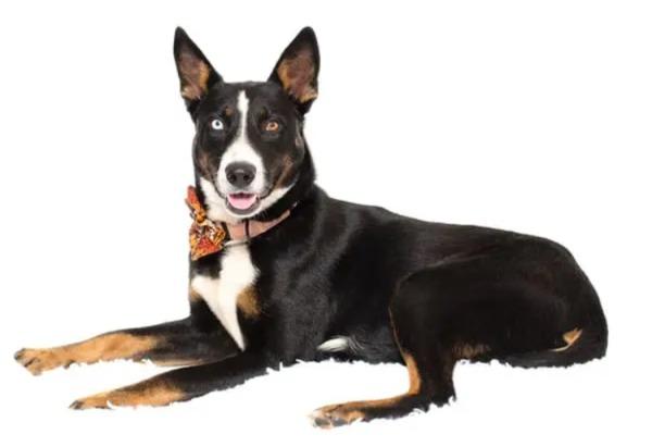 She Passed Puppy Play-Group With Flying Colors — Now Abra’s Looking for Her Forever Home