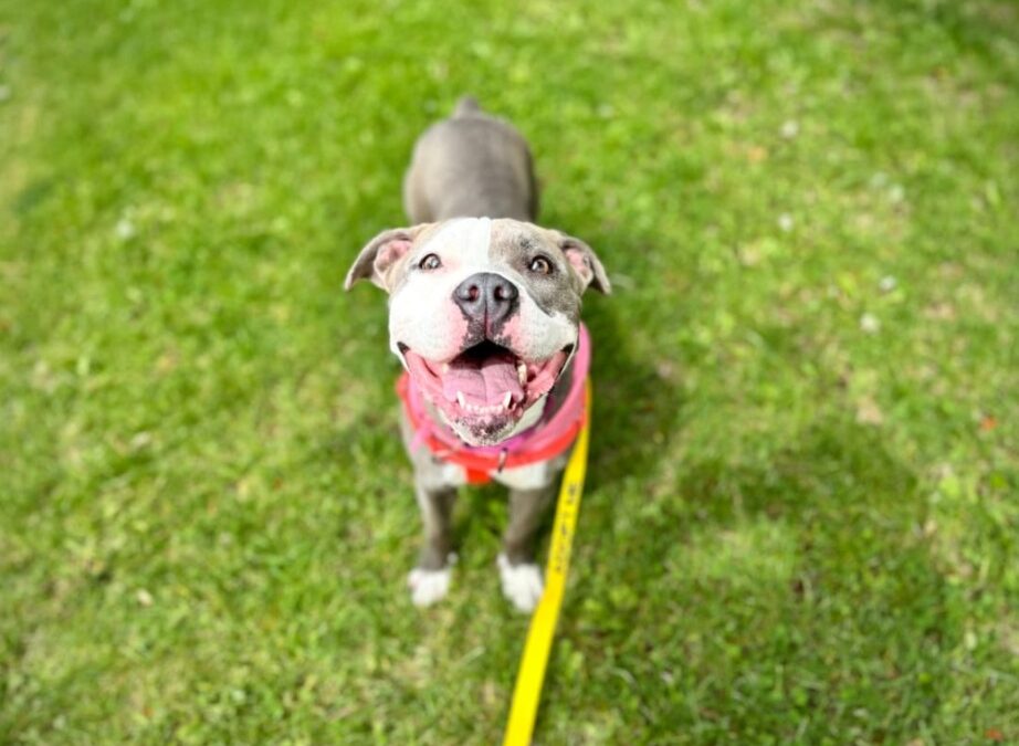 Every Walk Past Her Kennel Gets a Smile—Will One Lead to Home?