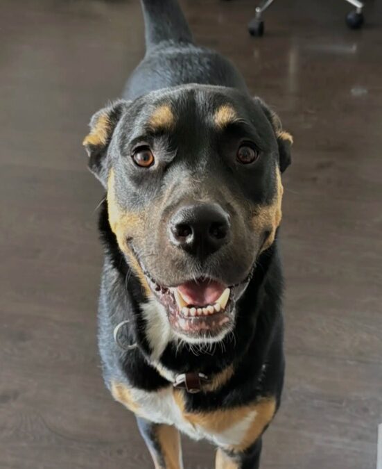 He Can’t Read a Clock, But This Rescue Dog Has Every Bathroom Cue Down