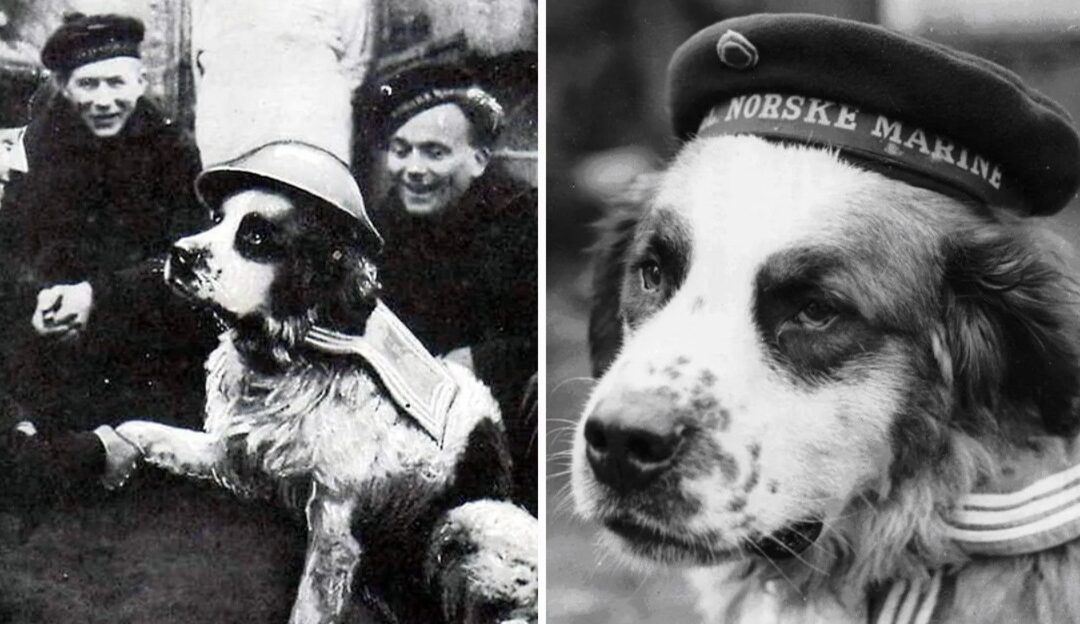 From Norwegian Fishing Town to Naval War Hero: The Saga of Bamse the Mighty Dog