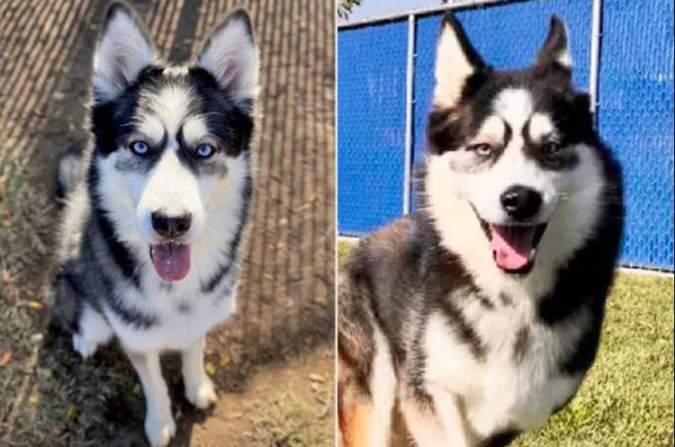 Brother Dogs Sit in Shelter Over a Year After Their ‘Littermate Syndrome’ Fight