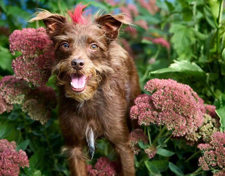 He Came From the Flood — And Now He Speaks with Buttons