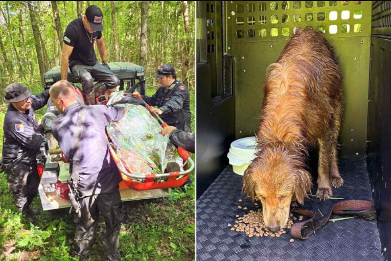 Man Lost in Woods After Chasing Pet—They Rescued Him, but Baxter Stayed By His Side
