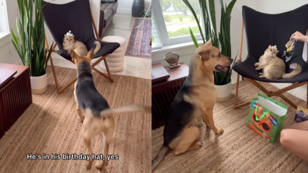 When a Puppy Gives It Everything — and It’s Too Much (In the Best Way)