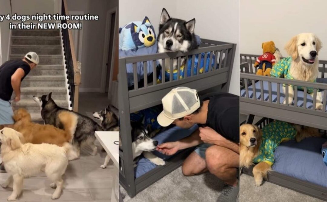 Four Pups, Mini PJs & Bunk Beds: The Bedtime Routine That Went Viral