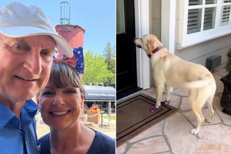 Labrador Rings Doorbell to Visit Neighbor Daily — No Invitation Needed