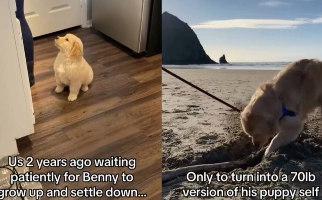 Golden Retriever Grows Up — But His Puppy Energy Never Does