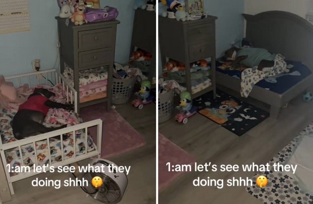 Midnight Mission: A Dog Mom’s Secret Check-In Leads to the Sweetest Scene