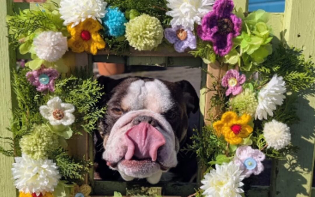 Rescue Bulldog Gets His View — Thanks to a Fence Makeover