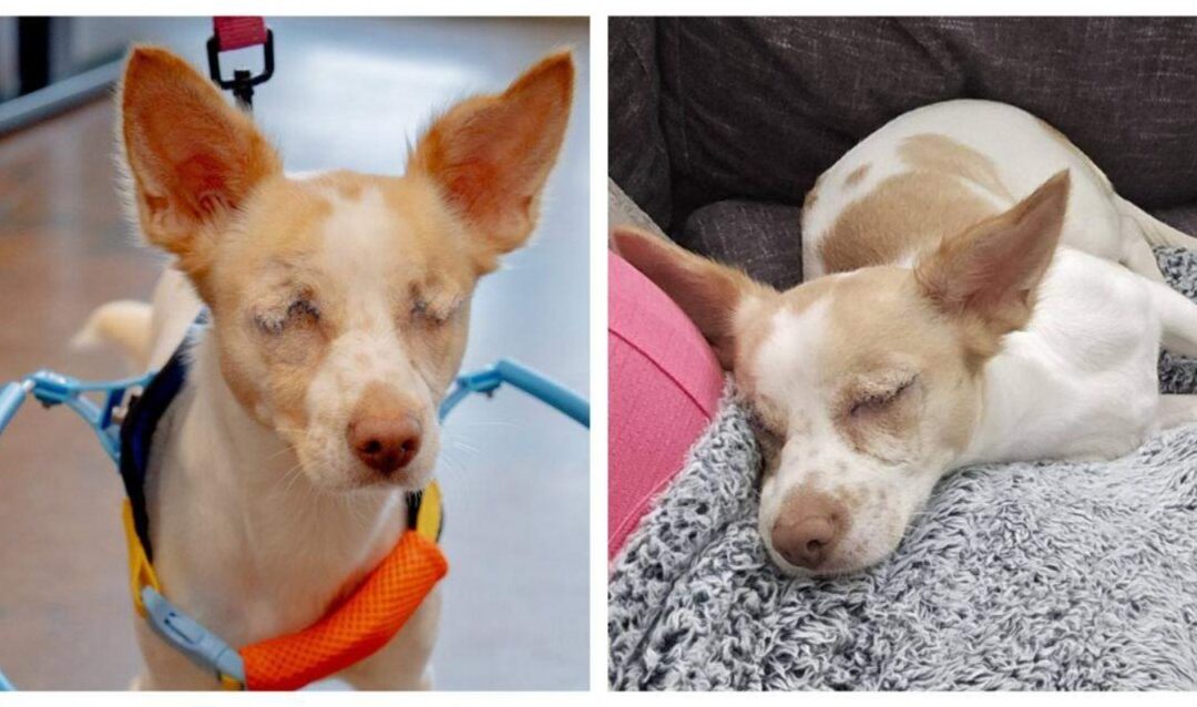 She Can’t See You — But She’ll Melt Your Heart