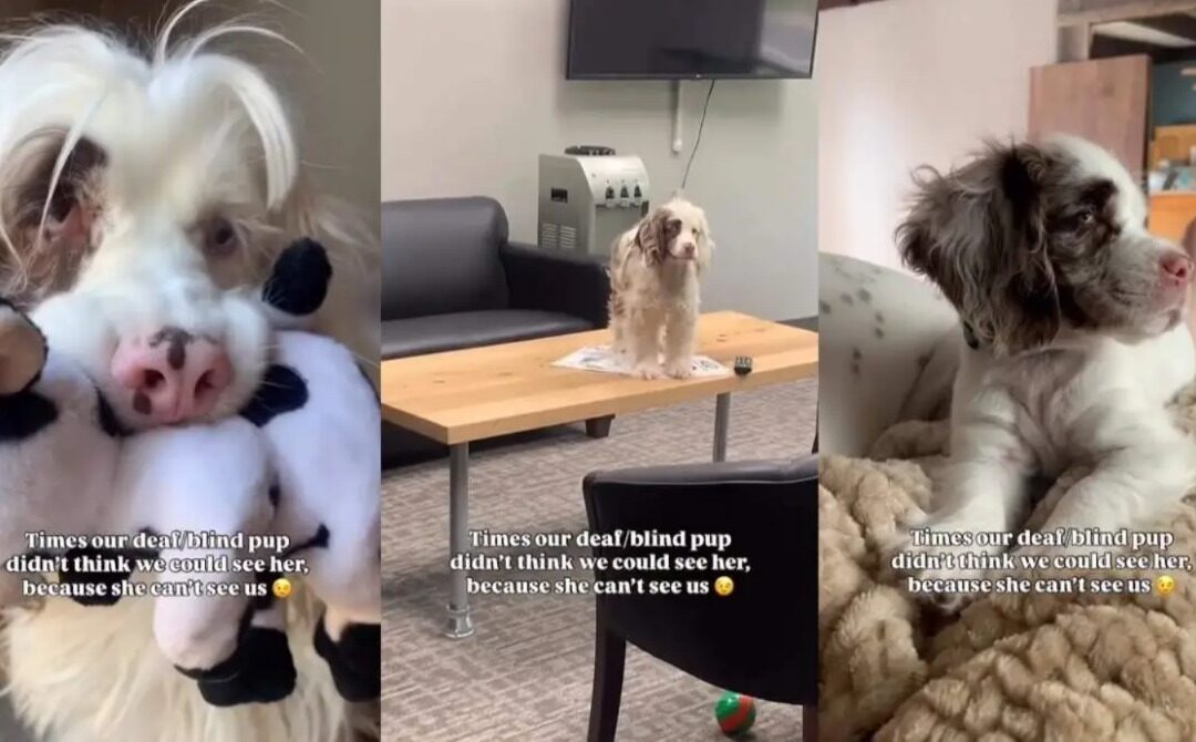 Blind, Deaf & Bold: Meet the Puppy Who Thinks No One Sees Him