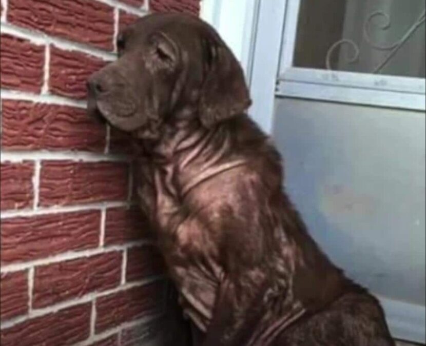 He’d Been Alone His Whole Life — Until One Moment Changed Everything