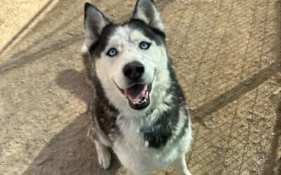 Meet Blue, the Balanced Husky Who’s Ready for His Forever Home