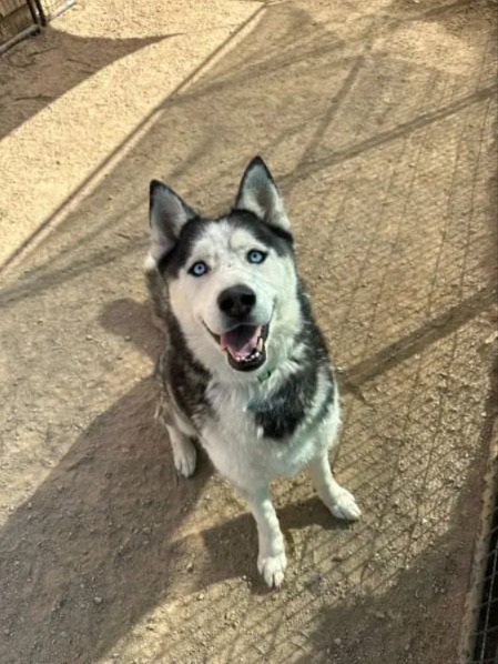 Meet Blue, the Balanced Husky Who’s Ready for His Forever Home