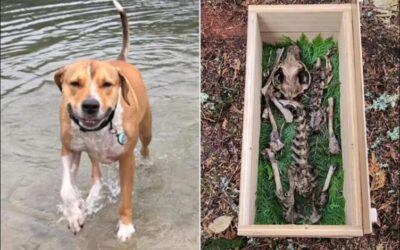 Bones in the Forest, and a Missing Dog Reunited at Last