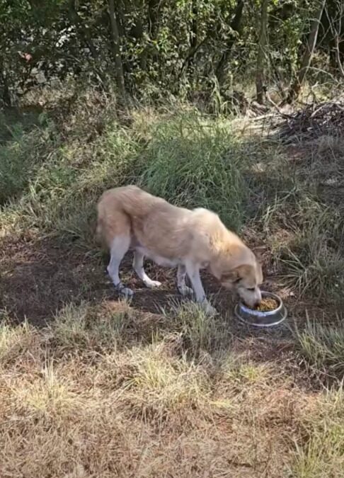 Trapped, Starving, Yet Brave—One Mother Dog’s Escape Turned Rescue Mission