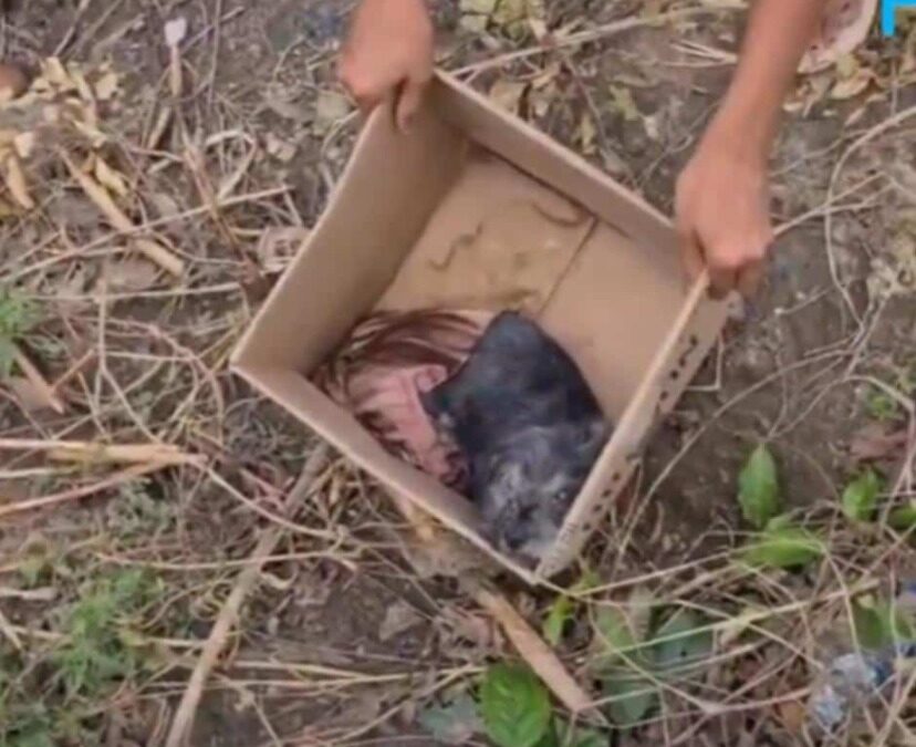 Left for Dead — But Something Inside Refused to Surrender