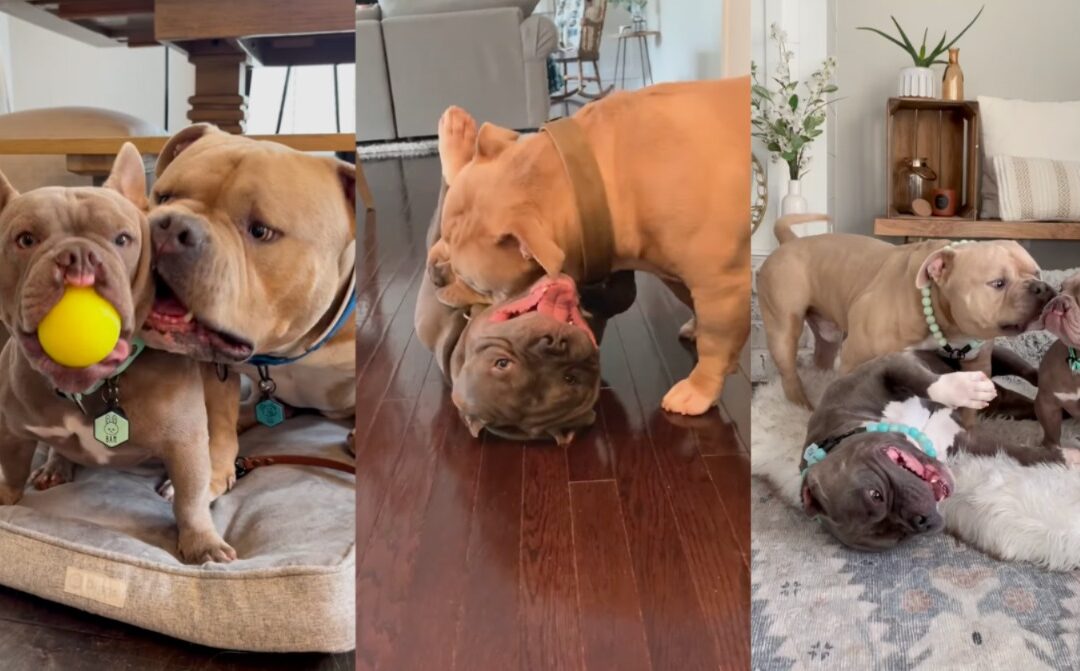 Big Head, Bigger Heart: Meet the American Bully That’ll Melt You