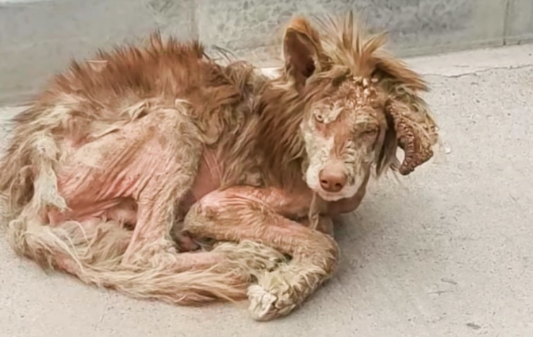 From Broken Stray to Majestic Alaskan Malamute: Duofu’s Incredible Transformation