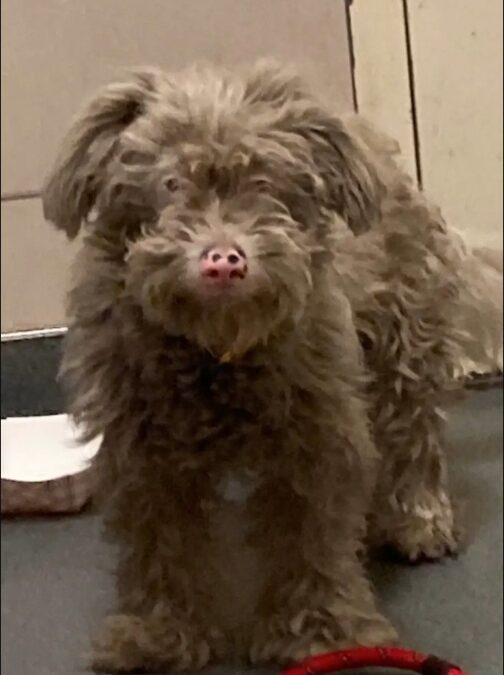 She Looked Like a Dust Bunny — But One Bath Revealed a Miracle