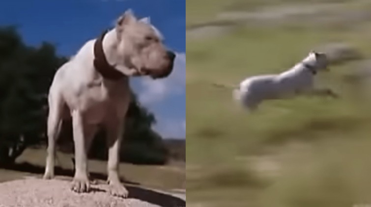 Family Hero: Morocho the Dogo Argentino’s Legendary Act of Courage