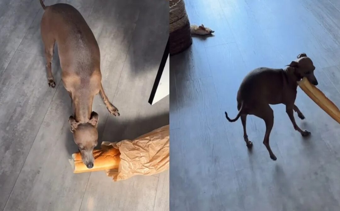 When Dinner Becomes a Mission: Dog Goes Viral