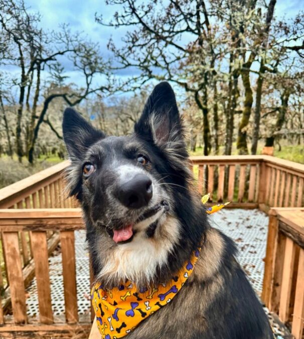 His Face Might Be ‘Wrong’—But This Rescue Dog’s Life Is Perfect