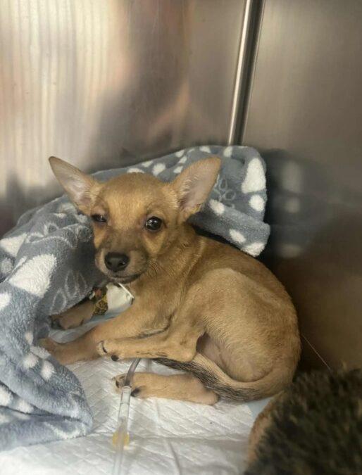 They Found a Bucket of Puppies — And What They Discovered Next Blew Their Minds