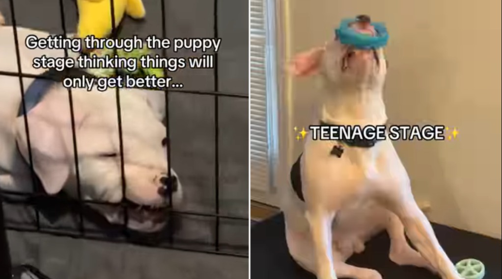 He Chewed, He Jumped — Now He’s a Full-Blown Bulldog Teen in Action