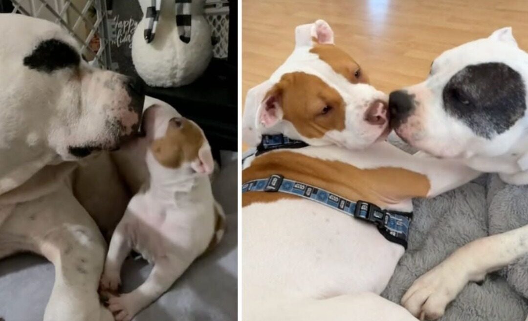 They Dumped Her Mid-Pregnancy — Then She Raised Miracles