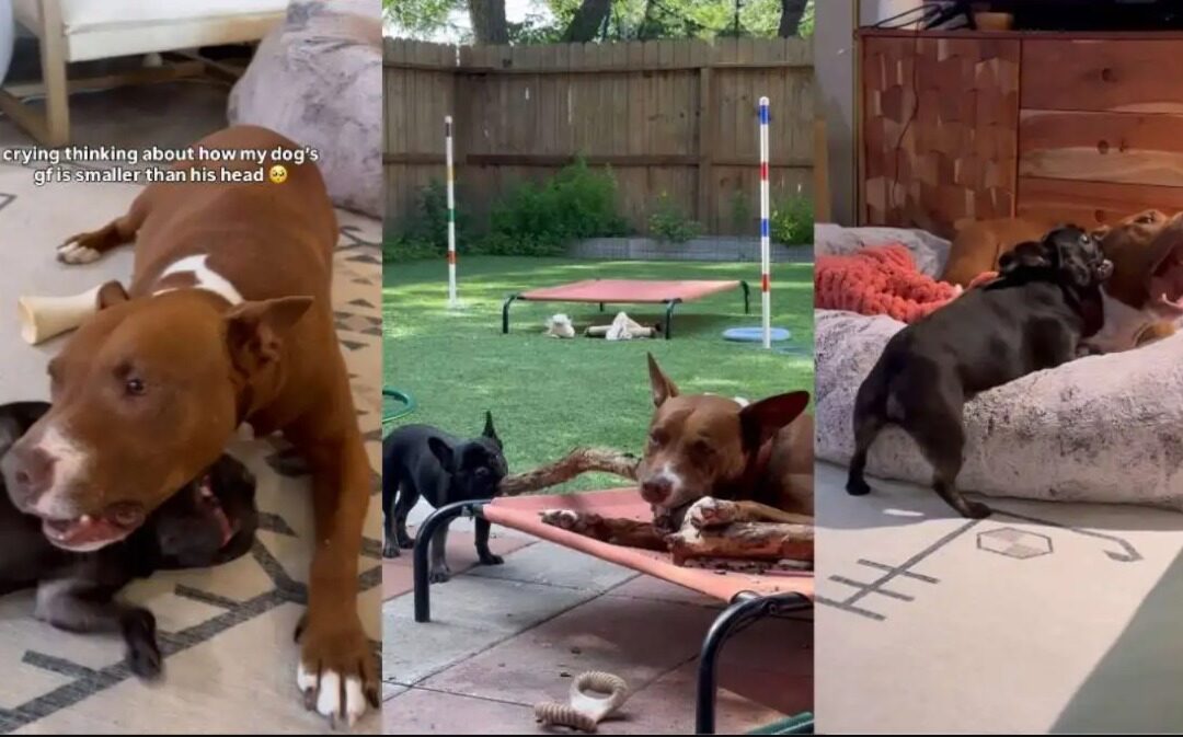 Watch a Gentle Giant and His Mini Muse Steal the Internet