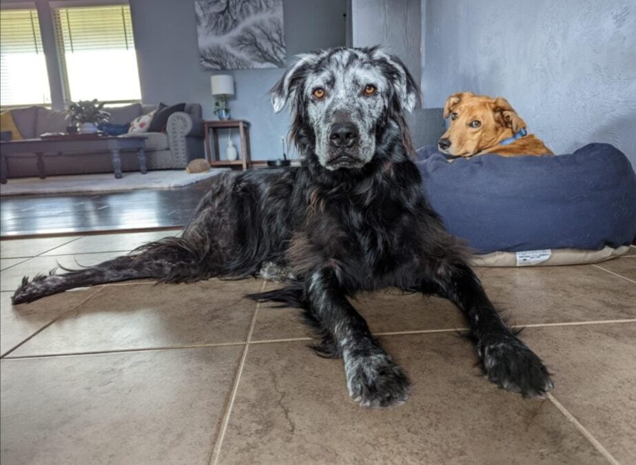 When Black Fur Turned to Snow: A Dog Named Buster and a Rare Flip