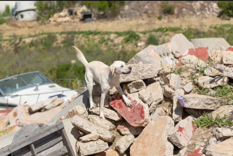 Surrendered, But Not Broken: Cam the Golden Retriever Finds His Heroic Calling