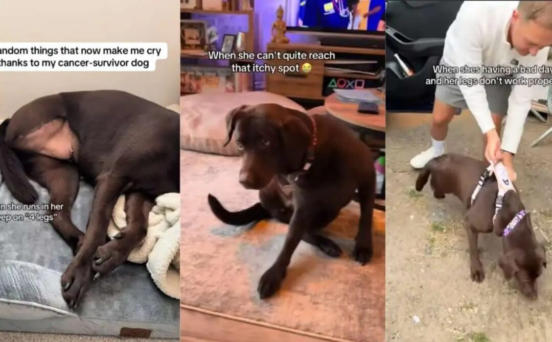 5 Moments That Make Her Mom Cry—This Cancer Survivor Dog Is Unbreakable