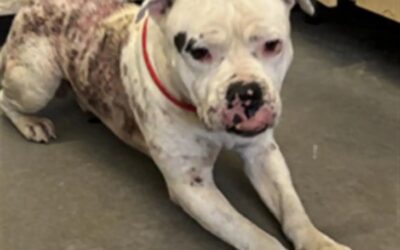 Lonely Dog Spends All Day Playing Fetch… By Himself