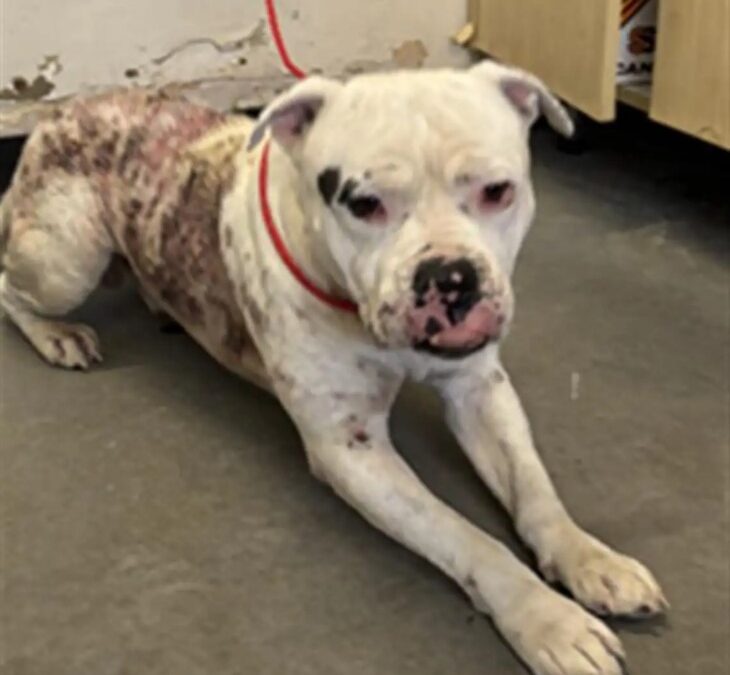 Lonely Dog Spends All Day Playing Fetch… By Himself