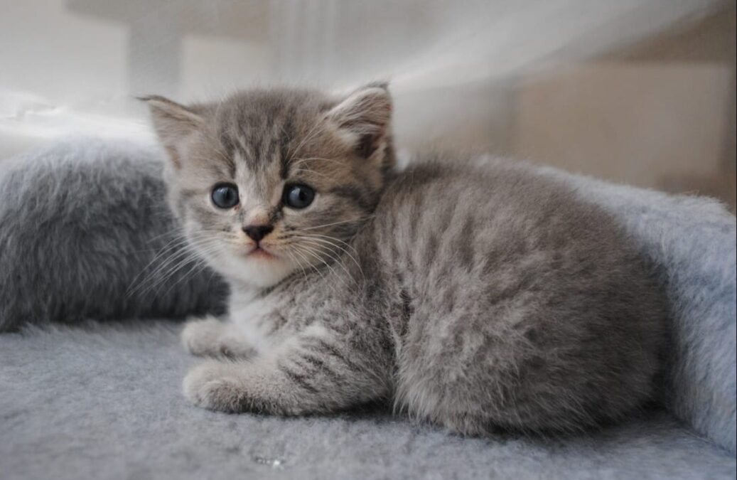 He Won’t Let Go: Dog Who Guards New Kitten Like Priceless Treasure
