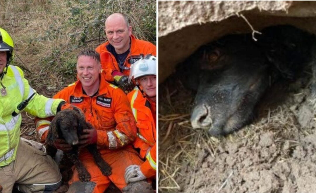 Sixty Hours Buried Alive — The Miracle That Brought Winston Back