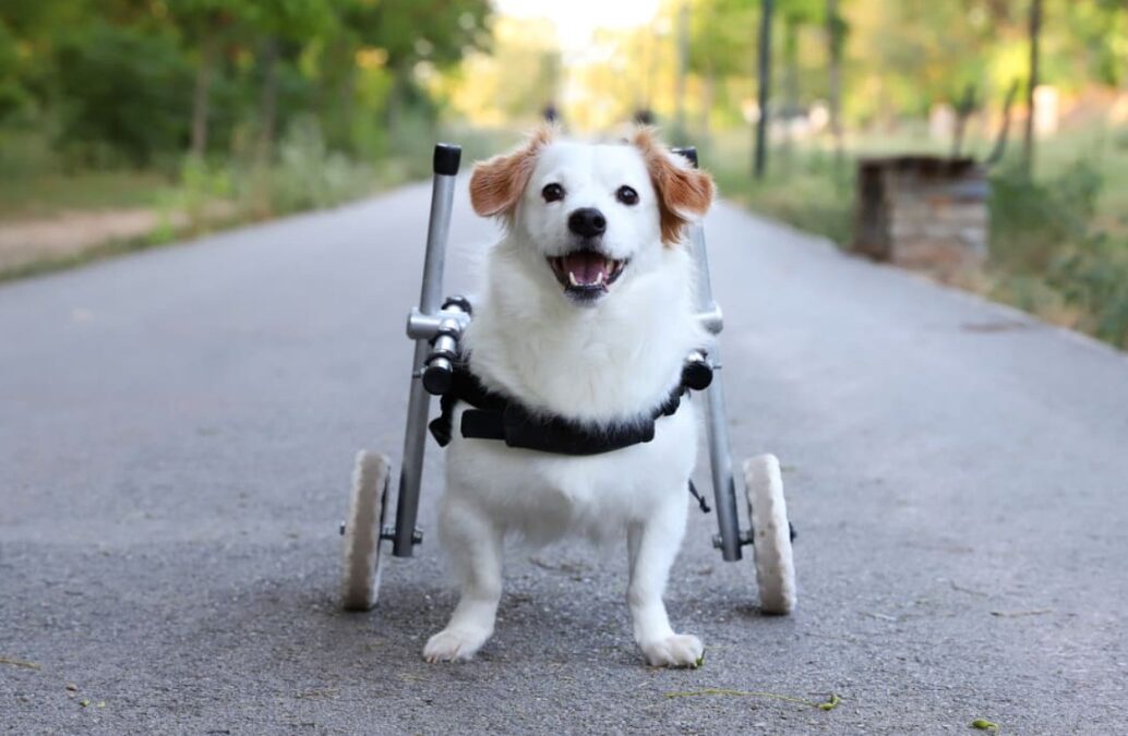 Rollin’ With Joy: Two Wheelchair Pups Melt Hearts on Playdate