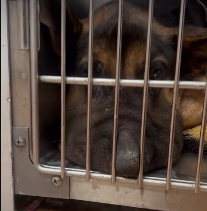 From Emergency Vet to Foster Laps: The Miracle Rescue of a German Shepherd Pup