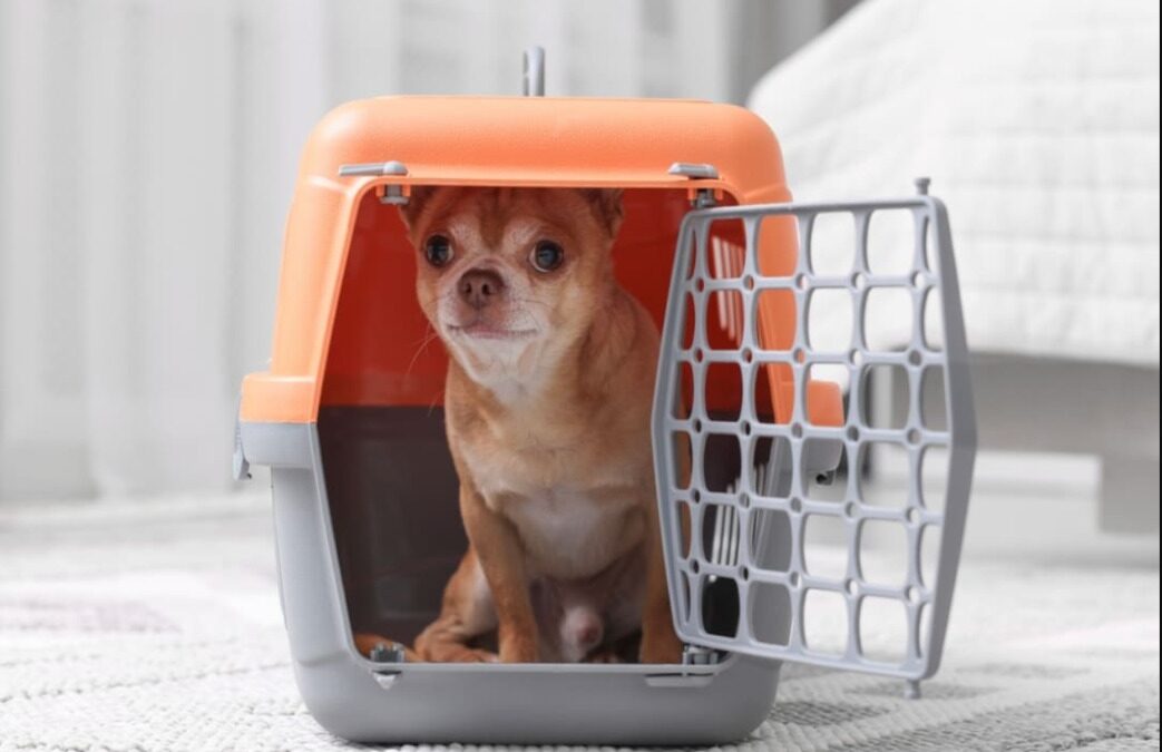 When You Bring Your Friends Over — And Your Dog Disapproves