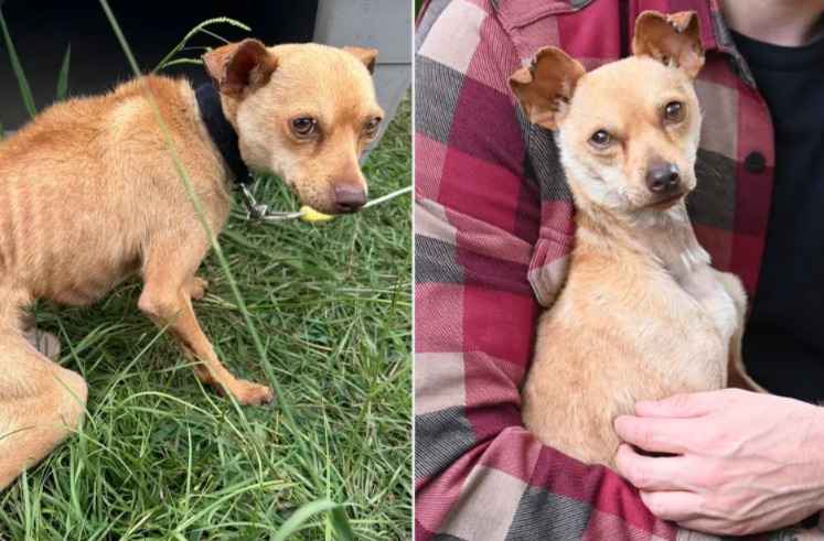A Lifetime of Love: How a Chihuahua Chained to a Trampoline Found His Happy Ending