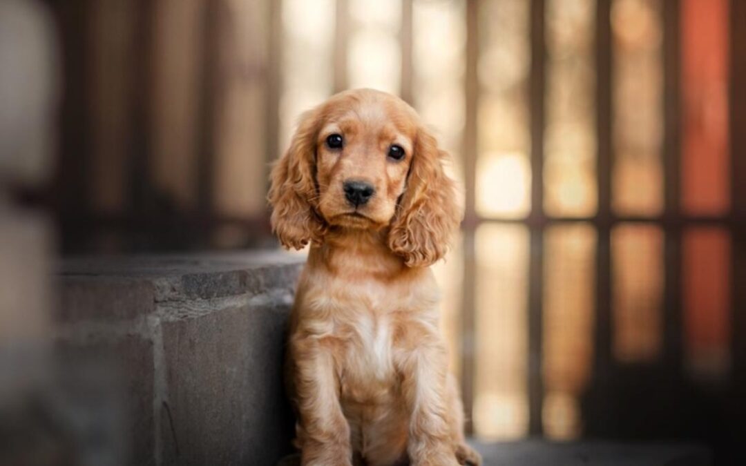 That Moment When Puppy Realizes He’s Home