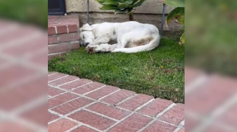 She Was Silent on the Lawn Until Someone Brought Food and Hope