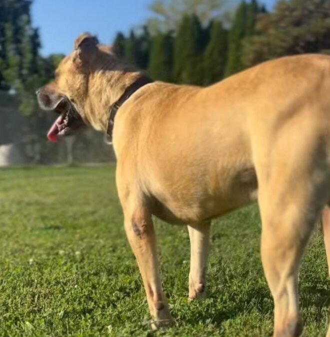 1,461 Days Forgotten — Then a Rescue Stepped In for Cody